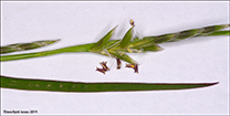 Sevkendur kveiki / Elymus farctus (Viv.) Runemark ex Melderis (Agropyron junceum (L.) Beauv.) ssp. boreali-atlanticus Simonet et Guinochet (= Agropyron junceiforme (A. & D. Lve) A. & D. Lve).