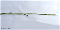 Sevkendur kveiki / Elymus farctus (Viv.) Runemark ex Melderis (Agropyron junceum (L.) Beauv.) ssp. boreali-atlanticus Simonet et Guinochet (= Agropyron junceiforme (A. & D. Lve) A. & D. Lve).