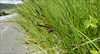 Graskend stør / Carex nigra L. (Reich.)