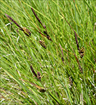 Graskend stør / Carex nigra L. (Reich.)