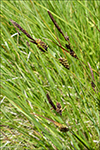 Graskend stør / Carex nigra L. (Reich.)