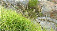 Vgongdur kveiki /  Elytrigia repens (L.) Gould) (Agropyron repens (L.) Beauv.; Elytrigia repens (L.) Nevski)