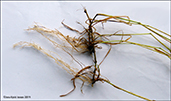 Vgongdur kveiki /  Elytrigia repens (L.) Gould) (Agropyron repens (L.) Beauv.; Elytrigia repens (L.) Nevski)