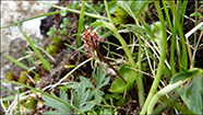 Hjartatvíbløðka / Neottia cordata (L.) Rich. 