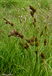 Harustr / Carex ovalis (Good.) (Carex leporina auct., non L.)