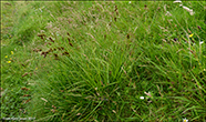 Harustr / Carex ovalis (Good.) (Carex leporina auct., non L.)