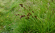 Harustr / Carex ovalis (Good.) (Carex leporina auct., non L.)