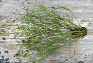 Kloddasev / Juncus bufonius L.