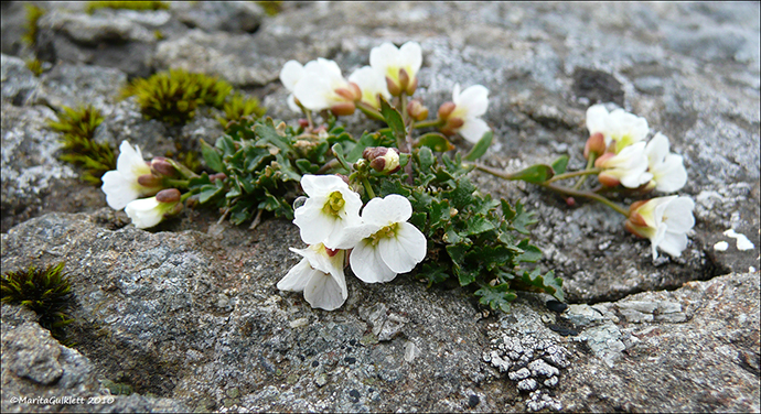 Klettaskriublma / Cardaminopsis petraea