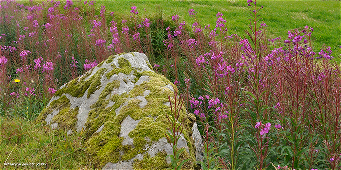 Sigurskvur / Epilobium angustifolium L. (Chamaenerion angustifolium (L.) Scop.)