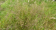 Vanligt fnagras / Agrostis capillaris L.