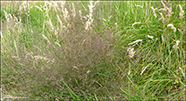 Vanligt fnagras / Agrostis capillaris L.