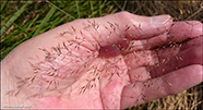 Vanligt fnagras / Agrostis capillaris L.