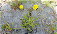 Vanlig heysthagasólja / (Syn. Leontodon autumnalis L.) Scorzoneroides autumnalis (L.) Moench