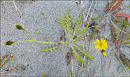 Vanlig heysthagasólja / (Syn. Leontodon autumnalis L.) Scorzoneroides autumnalis (L.) Moench