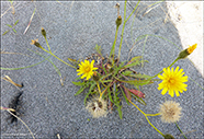 Vanlig heysthagasólja / (Syn. Leontodon autumnalis L.) Scorzoneroides autumnalis (L.) Moench