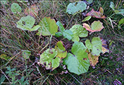 Loðið hóvblað / Tussilago farfara L. Tórshavn.