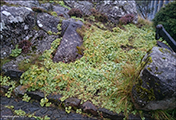 Garðaskøra / Alchemilla mollis