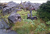 Garðaskøra / Alchemilla mollis