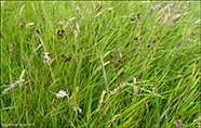 Margblømt ryski / Luzula multiflora subsp. frigida (Buchenau) V. I. Krecz.