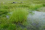 Flotamannagras / Glyceria fluitans (L.) R. Br.)