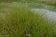 Flotamannagras / Glyceria fluitans (L.) R. Br.)