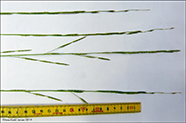 Flotamannagras / Glyceria fluitans (L.) R. Br.)