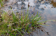 Ravnastr / Carex saxatilis
