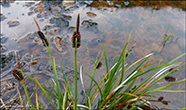 Ravnastr / Carex saxatilis