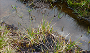 Ravnastr / Carex saxatilis