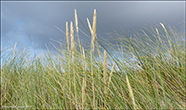 Sandsmarhlmur (Ammophila arenaria (L.) Link) (Psamma arenaria (L.) Roem. et Schult.)