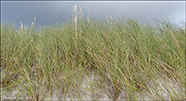 Sandsmarhlmur (Ammophila arenaria (L.) Link) (Psamma arenaria (L.) Roem. et Schult.)