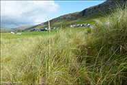 Sandsmarhlmur (Ammophila arenaria (L.) Link) (Psamma arenaria (L.) Roem. et Schult.)