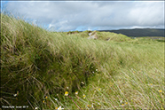 Sandsmarhlmur (Ammophila arenaria (L.) Link) (Psamma arenaria (L.) Roem. et Schult.)