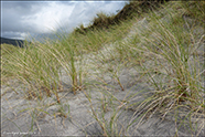 Sandsmarhlmur (Ammophila arenaria (L.) Link) (Psamma arenaria (L.) Roem. et Schult.)