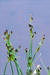 Ósasev / Juncus alpinoarticulatus subsp. nodulosus