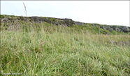 Strandarvingul / Festuca arundinacea