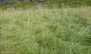 Strandarvingul / Festuca arundinacea