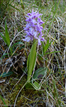 Kalmansbrkubndi / Orchis mascula (L.) 