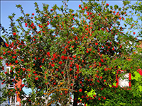 Eldrunnur / Embothrium coccineum