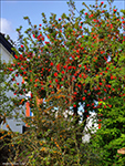 Eldrunnur / Embothrium coccineum