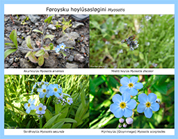 Myosotis