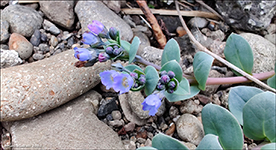 Svarrossatunga / Mertensia maritima