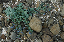 Svarrossatunga / Mertensia maritima.