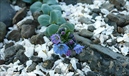 Svarrossatunga / Mertensia maritima.