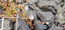 Epilobium komarovianum s.l