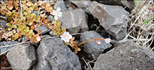 Epilobium komarovianum s.l