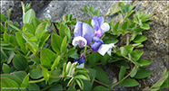 Lathyrus japonicus subsp. maritimus