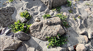 Lathyrus japonicus subsp. maritimus