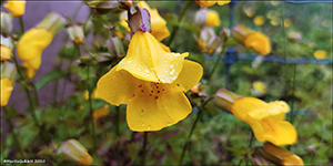 Mimulus sp.